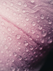 Close up of a flower petal