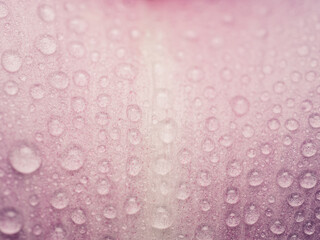 Close up of a flower petal