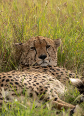Wild cute cheetah chilling in the grass in Masai Mara National Reserve, Kenya
