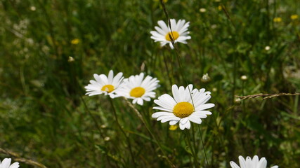 Fototapeta premium Chamomiles