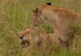Lioness face in the grass in Masai Mara National Park, Kenya