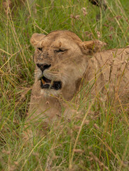 Lioness face in the grass in Masai Mara National Park, Kenya