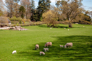 Summertime in the rural land.