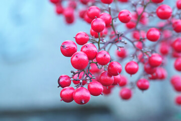 冬の赤い実