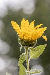 Helianthus annuus flower, the common sunflower, is a large annual forb of the genus Helianthus grown as a crop for its edible oil and edible seeds