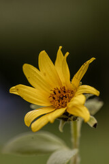 Helianthus annuus flower, the common sunflower, is a large annual forb of the genus Helianthus grown as a crop for its edible oil and edible seeds