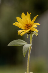 Helianthus annuus flower, the common sunflower, is a large annual forb of the genus Helianthus grown as a crop for its edible oil and edible seeds