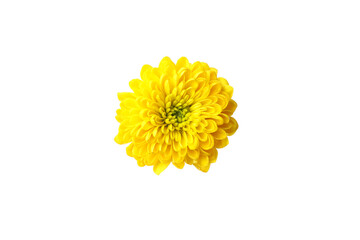 Yellow chrysanthemum head isolated on white background