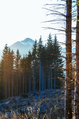 Obraz premium berg, landschaft, bergpanorama, natur, nebel, himmel, wald, baum, herbst, cloud, baum, abendrot, panorama, anblick, schnee, hills, cloud, nebel, sonne, morgen, -täler, anreisen, gipfel, green, sonnenf