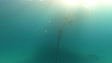Diver inspects the rope with which the yacht is anchored.