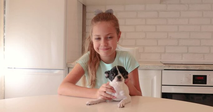 a little girl hugs her beloved little dog. the child plays with a pet. girl and little black and white chihuhua puppy. sweet dog chihua hua.