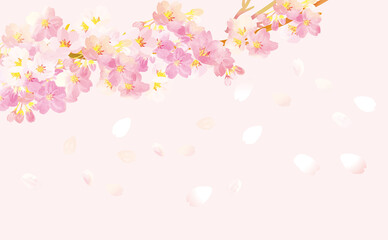 Fototapeta na wymiar 桜の舞う　背景イラスト素材
