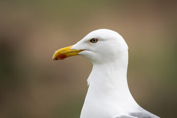 Larus michahellis bird in Madeira nature