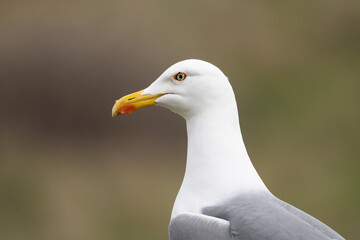 Larus michahellis bird in Madeira nature