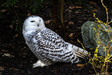 The Snowy Owl, Bubo scandiacus is a large, white owl of the owl family