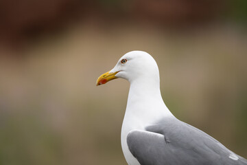 Larus michahellis bird in Madeira nature