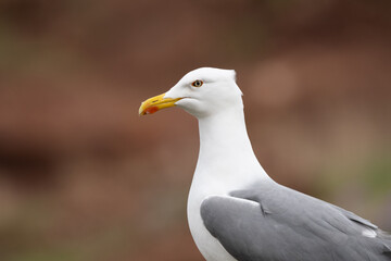Larus michahellis bird in Madeira nature