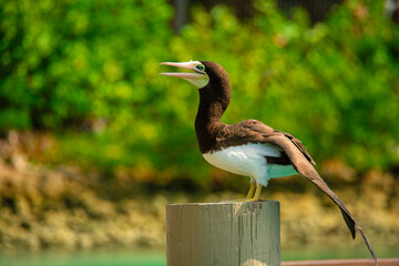 animals portraits natural stile