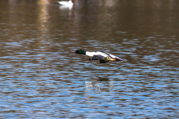 Common Merganser, Goosander, Mergus merganser, flying over a lake in Munich, Germany