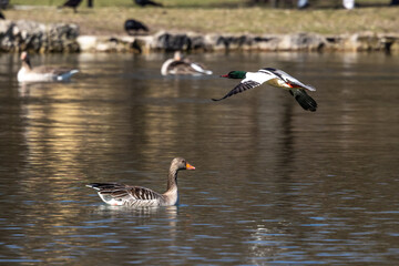 Common Merganser, Goosander, Mergus merganser, flying over a lake in Munich, Germany