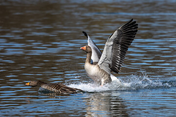 The greylag goose, Anser anser is a species of large goose