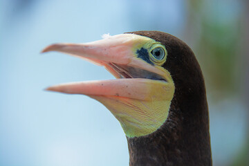 animals portraits natural stile
