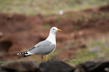 Larus michahellis bird in Madeira nature