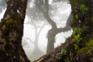 Fanal forest in mist in Madeira