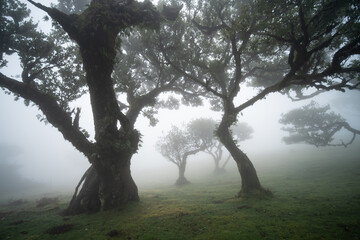Fanal forest in mist in Madeira