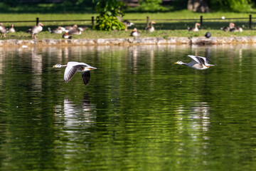 The bar-headed goose, Anser indicus flying over a lake in English Garden in Munich