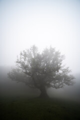 Fototapeta na wymiar Fanal forest in mist in Madeira