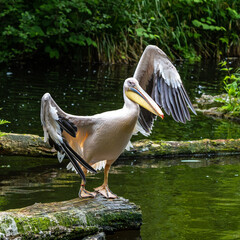 Great White Pelican, Pelecanus onocrotalus in a park
