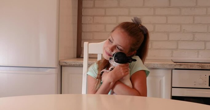 a little girl hugs her beloved little dog. the child plays with a pet. girl and little black and white chihuhua puppy. sweet dog chihua hua.