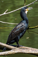 The great cormorant, Phalacrocorax carbo sitting on a branch
