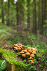 Family Honey fungus on an old tree stump in the forest after the rain. Stump covered with moss.