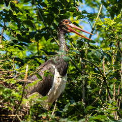 Black stork, Ciconia nigra in a german nature park