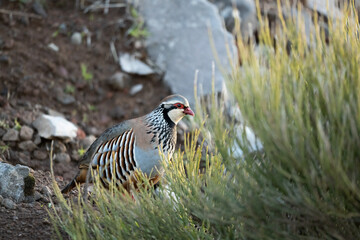 Alectoris graeca bird in nature of Madeira