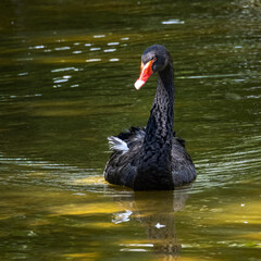 Fototapeta premium Black Swan, Cygnus atratus in a german nature park