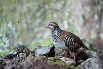 Alectoris graeca bird in nature of Madeira