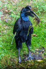 Abyssinian northern Ground Hornbill, Bucorvus abyssinicus strange bird