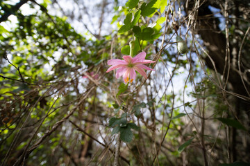 Passiflora tarminiana