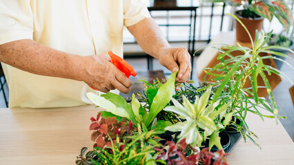 Close-up an Asian retired grandfather hands, loves to take care of the plants by spraying water in an indoor garden in the house with a smile and happiness. Retirement activities.