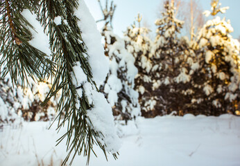 Beautiful snow-covered Christmas trees in the field removed through the long green needles of a spruce branch