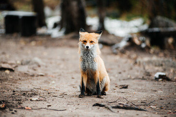 a red fox in an autumn forest covered with a small layer of snow