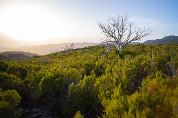 Madeira mountain landscape