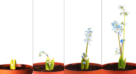 Distillation of scilla at home, collage. 