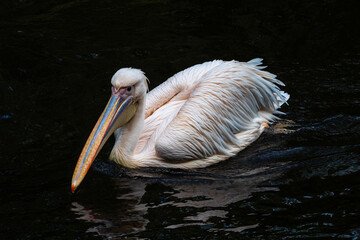 Great White Pelican, Pelecanus onocrotalus in a park