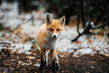 a red fox in an autumn forest covered with a small layer of snow