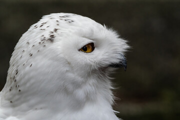 The Snowy Owl, Bubo scandiacus is a large, white owl of the owl family