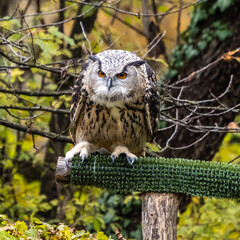 Eurasian Eagle Owl, Bubo bubo in a german nature park